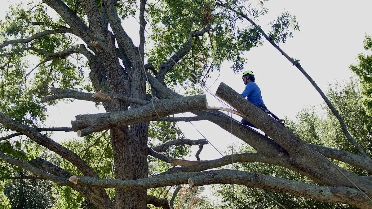 Professional Crown Thinning performed by certified arborists in Elko New Market
