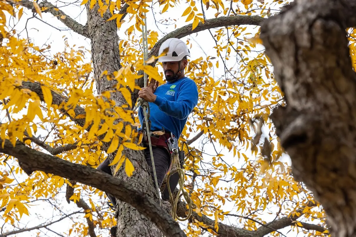Skilled Tree Pruning crew working in Elko New Market