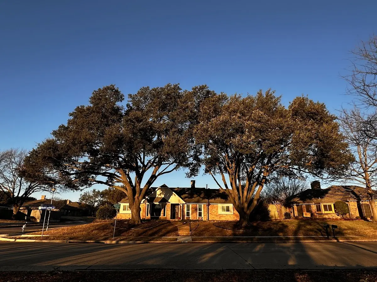 Established residential canopy tree shading a home in Elko New Market